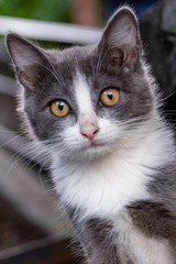 Portret bezdomnego kota