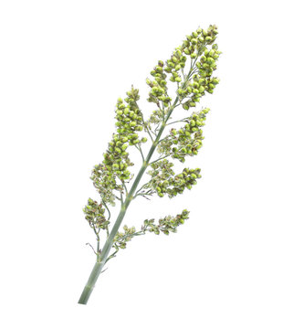 sorghum isolated on white background