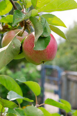 Ripe fruits of apples on a tree branch in village