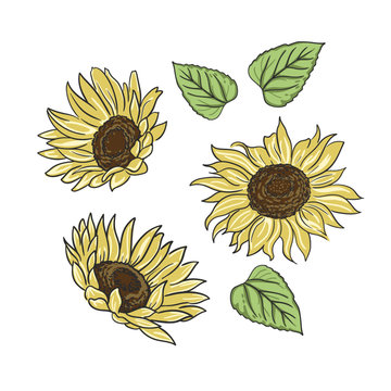 Sunflower set decorative isolated on a white background. Vector illustration. Vintage flowers. Emblem, logo, icon. Monochrome Illustration. Sketch hand drawn. Graphics. Black and white. Template