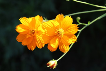 初夏の野原に咲くキバナコスモスのオレンジ色の花