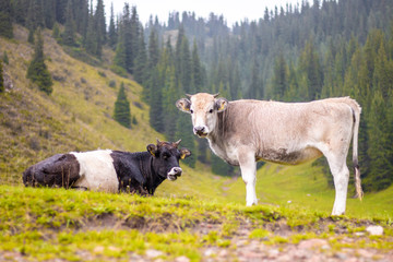 Obraz premium Two alpin cows with fresh air and green spruces on background. One white cow is standing and another black and white cowe is sitting on green grass with open mouth.