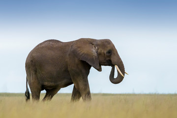 African elephant (Loxodonta africana) walking on savanna, Amboseli national park, Kenya.