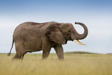 Fototapeta na wymiar African elephant (Loxodonta africana) walking on savanna, playfull smelling in the air, Amboseli national park, Kenya.