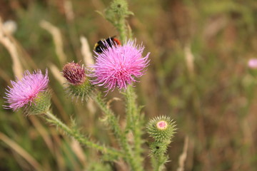 Bumblebees on the purple plant
