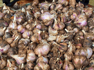 Drying garlic 2