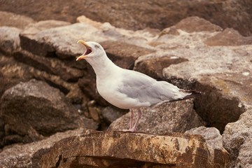 Goéland bec grand ouvert .