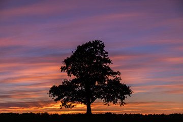 Fototapeta na wymiar Silhouette of a branchy tree against a background of colorful sunset clouds