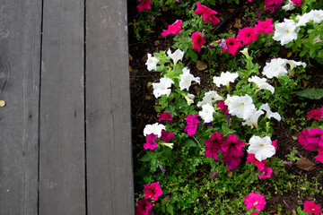 petunia flowers and
space for text wooden background
