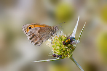 a Small butterfly insect on a plant in the meadow
