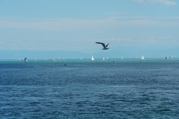Lake Constance or Bodensee near German city Constance or Konstanz with plenty yachts and motor boats during sunny, summer day. In the foreground is flying seagull with extended wings.