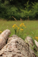 Stacked wood with a yellow flower
