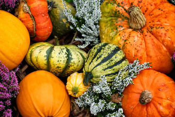 Pretty colorful pumpkins for halloween party decoration.