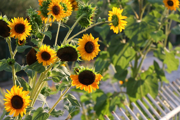 Beautiful sunflowers in a garden. Selective focus.