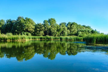 Forest and reeds are reflected in the waters of a calm river (or lake). Clear blue sky in the background
