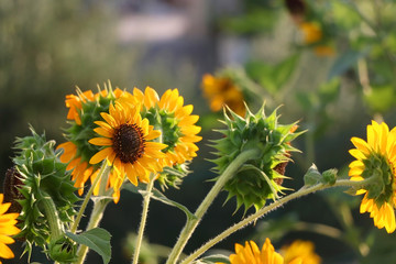 Beautiful sunflowers in a garden. Selective focus.
