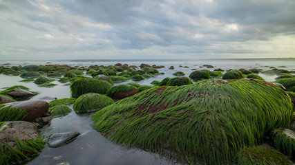 Seascape during sunset. Beach with big stones covered by long green seaweeds. Ocean low tide. Nature background. Cloudy sky. Horizontal layout. Selected art focus.