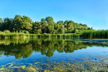 Panorama of forest, reeds & waterweeds reflecting in the waters of a calm river (or lake). Clear blue sky in the background