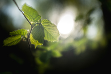fresh green hornbeam leaves on a blurry deep forest background