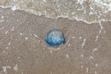 a huge beautiful jellyfish lies on the sand by the sea