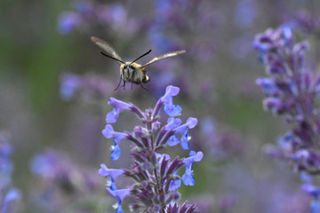 bee on lavender