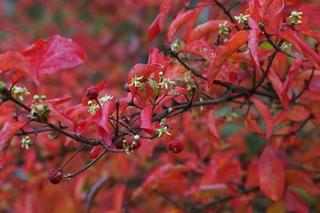 Rotes Herbstlaub