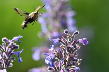 Fototapeta premium bee on lavender