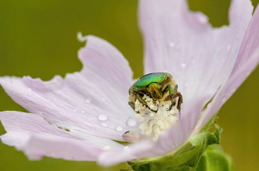 a Small beetle insect on a plant in the meadow