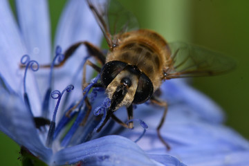 bee on a flower