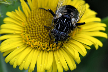 bee on yellow flower