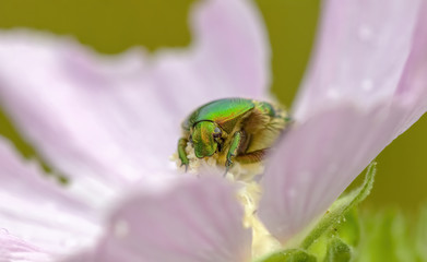 a Small beetle insect on a plant in the meadow