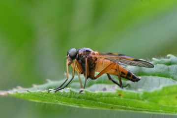 fly on leaf