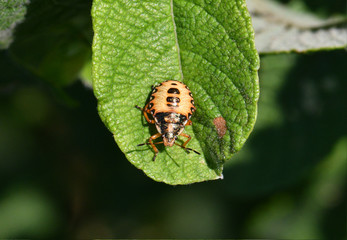 ladybug on leaf