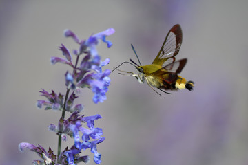 bee on a flower