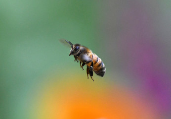 bee on a flower