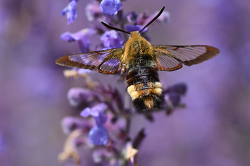 bee on a flower