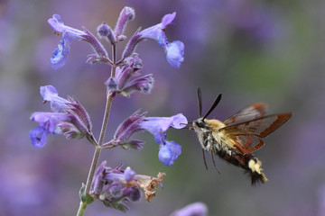 butterfly on flower