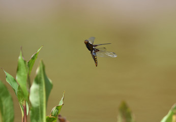 dragonfly on a green leaf