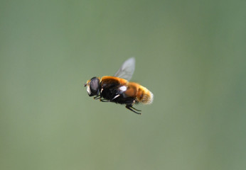 bee on a flower