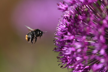 bee on a flower