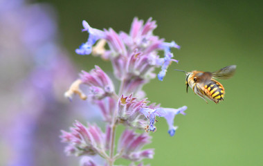 bee on a flower