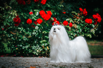 Maltese dog in the green background. Cute white dog. Show dog posing.	