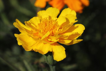 初夏の花壇に咲くマリーゴールドの黄色の花