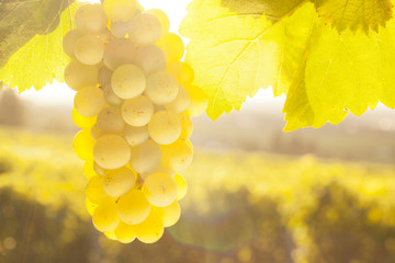 Close-up of white wine grapes in a vineyard in the morning sun