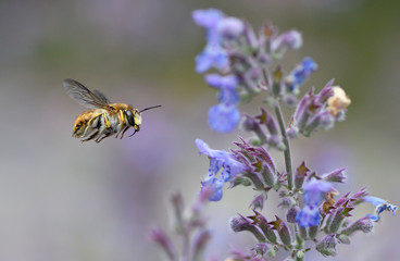 bee on lavender