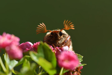 bee on a flower