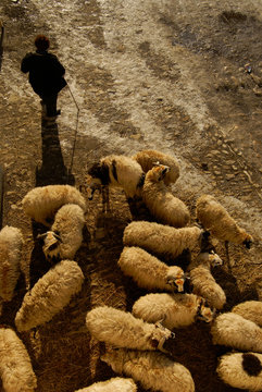 Feria de ganado durante la fiesta del sacrificio .Safranbolu ( Patrimonio mundial de la Unesco).Anatolia central.Turquia.