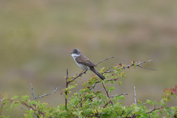 red backed shrike