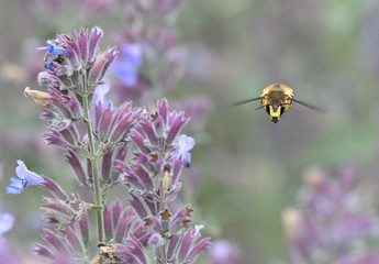 bee on lavender