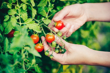 Hands picking tomato from plant